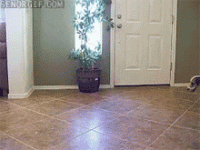 1312482233_the-animals-in-this-house-are-crazy.gif