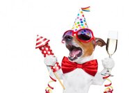 depositphotos_86408044-stock-photo-happy-birthday-dog.jpg