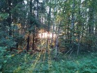 Вечерний лес ласкает солнце.jpg