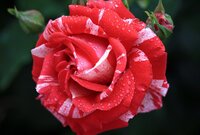 2018Nature___Flowers_Beautiful_unusual_rose_with_a_bud_in_dew_drops_123946_.jpg