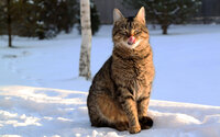 30929_kot_na_snegu_cat_in_the_snow-nashobmen.org.jpg