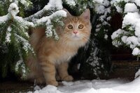 schnee_winter_pet_snow_animal_cat_garden_ginger-1069987.jpg