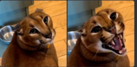 1746787449023.png
