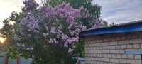 20250526_195507=.jpg
