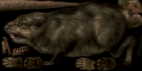 RATTE2.png