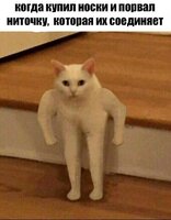 кот-качок-мем-4.jpg