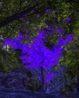 PurpleTreeNB1.jpg