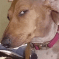 ayo-dog.gif