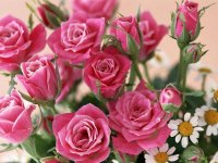 rose_flower1.jpg