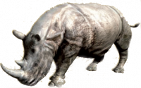 Rhino trans.png