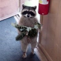 raccoon-cat.jpg