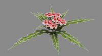 Nrm_Flower_001.png