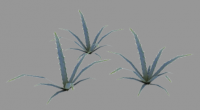 aloeVera.png