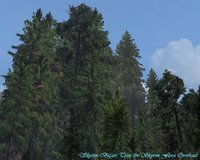 Skyrim Bigger Trees & Skyrim Flora Overhaul 01.jpg