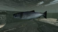 Pond Fish and Salmon Replacer 03.jpg