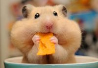 Hamsters_Closeup_Chips_Funny_527312_300x208.jpg