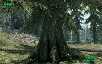 Trees HD_Skyrim_Variation 01.jpg