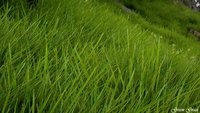 Green Grass 01.jpg