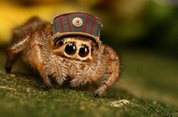 spider_animals_insect-249584 (1).jpg