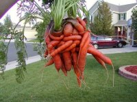 carrot_02.jpg