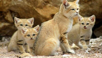 SandCats03-800x600.jpg