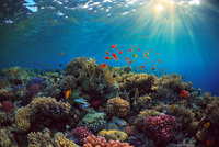 Underwater_world_Corals_Fish_Rays_of_light_535707_1280x853.jpg