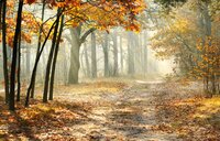 autumn-trees-road-leaves.jpg